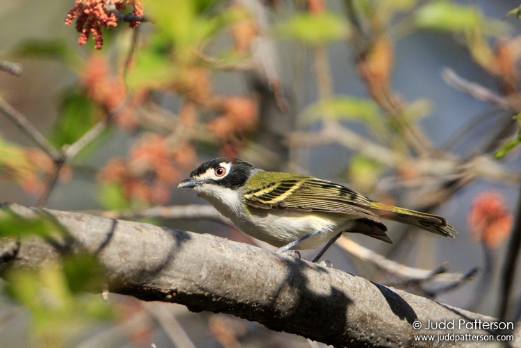 Black-capped Vireo, Big Bend National Park, Texas, United States